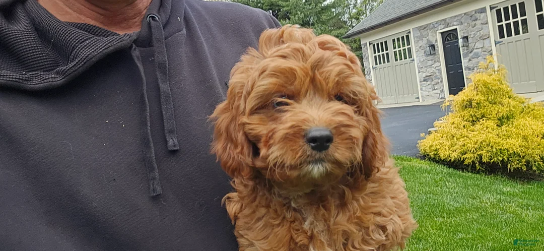 Cavapoo dogs for sale: Harvey - Ad 2