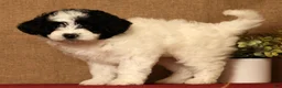 Pomapoo dogs for sale: Callie - Ad 8