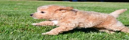 Bichpoo dogs for sale: tanner - Ad 5