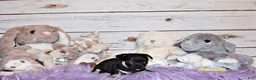 Chihuahua dogs for sale: Egypt - Ad 4