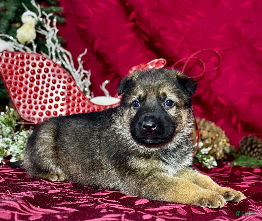 German Shepherd dogs for sale: Branson - Ad 4