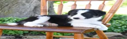 Border Collie dogs for sale: Lucas - Ad 5
