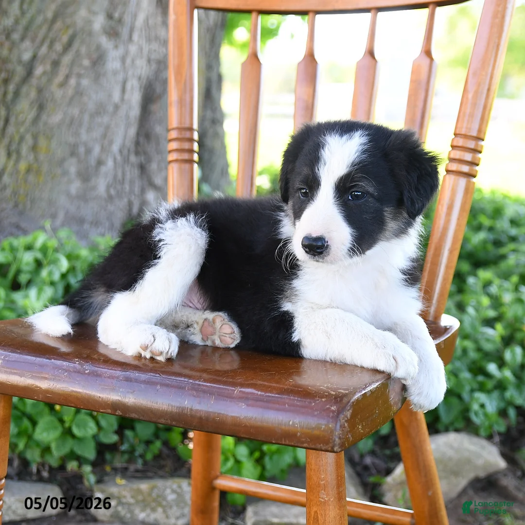 Border Collie dogs for sale: Lucas - Ad 5