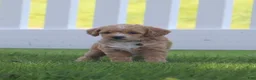 Miniature Labradoodle dogs for sale: Charlie - Ad 2