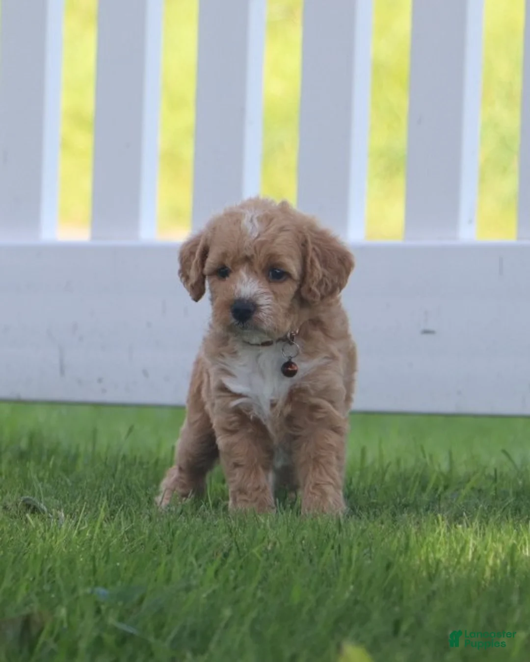 Miniature Labradoodle dogs for sale: Charlie - Ad 2