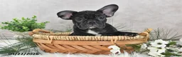 Frenchton dogs for sale: Franci - Ad 4