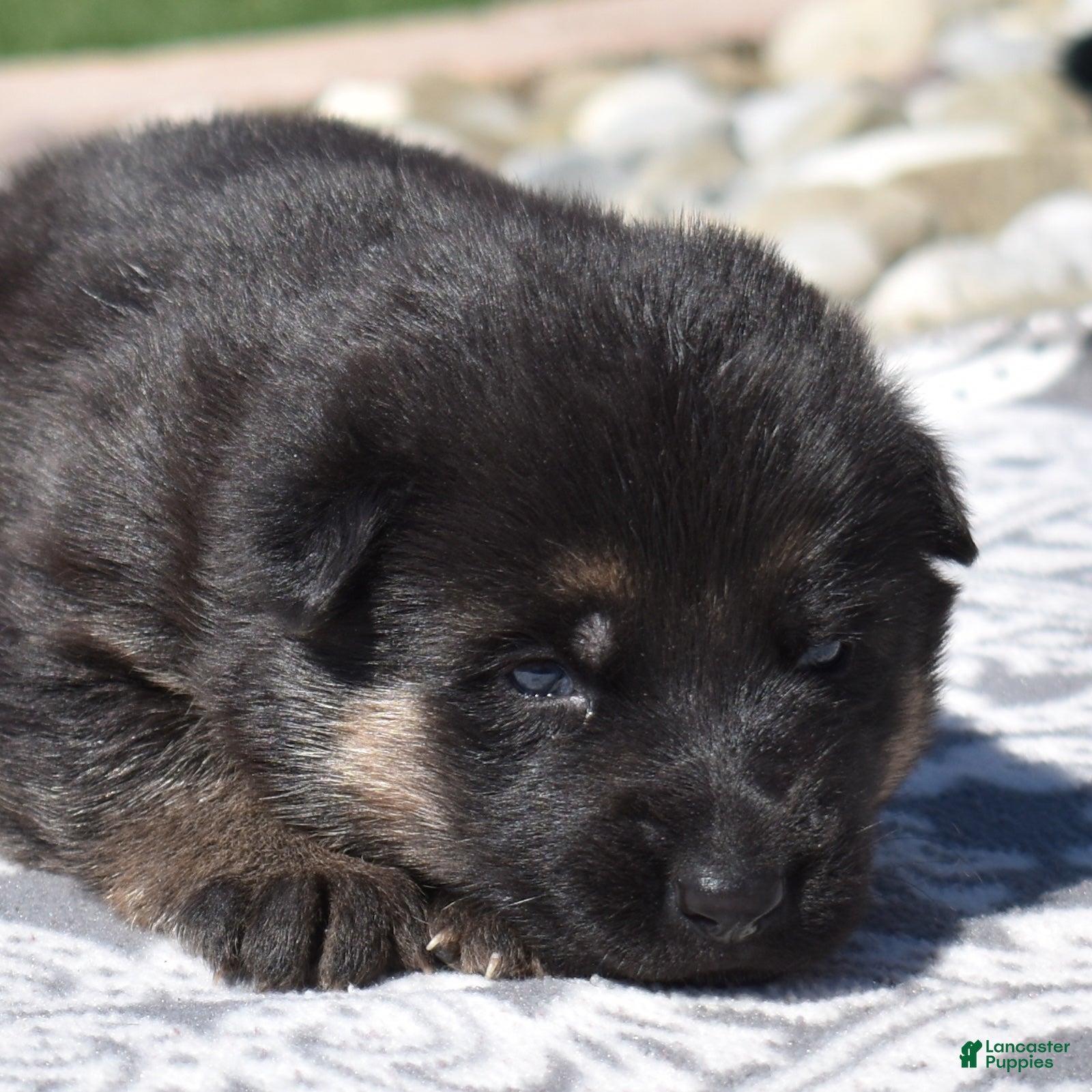 German Shepherd dogs Zara - Ad 2
