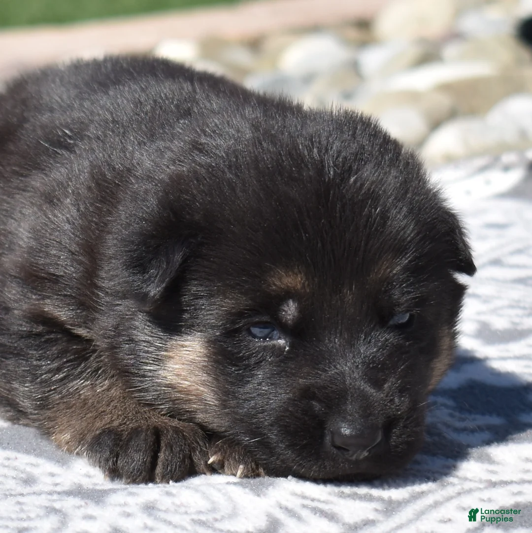 German Shepherd dogs for sale: Zara - Ad 2