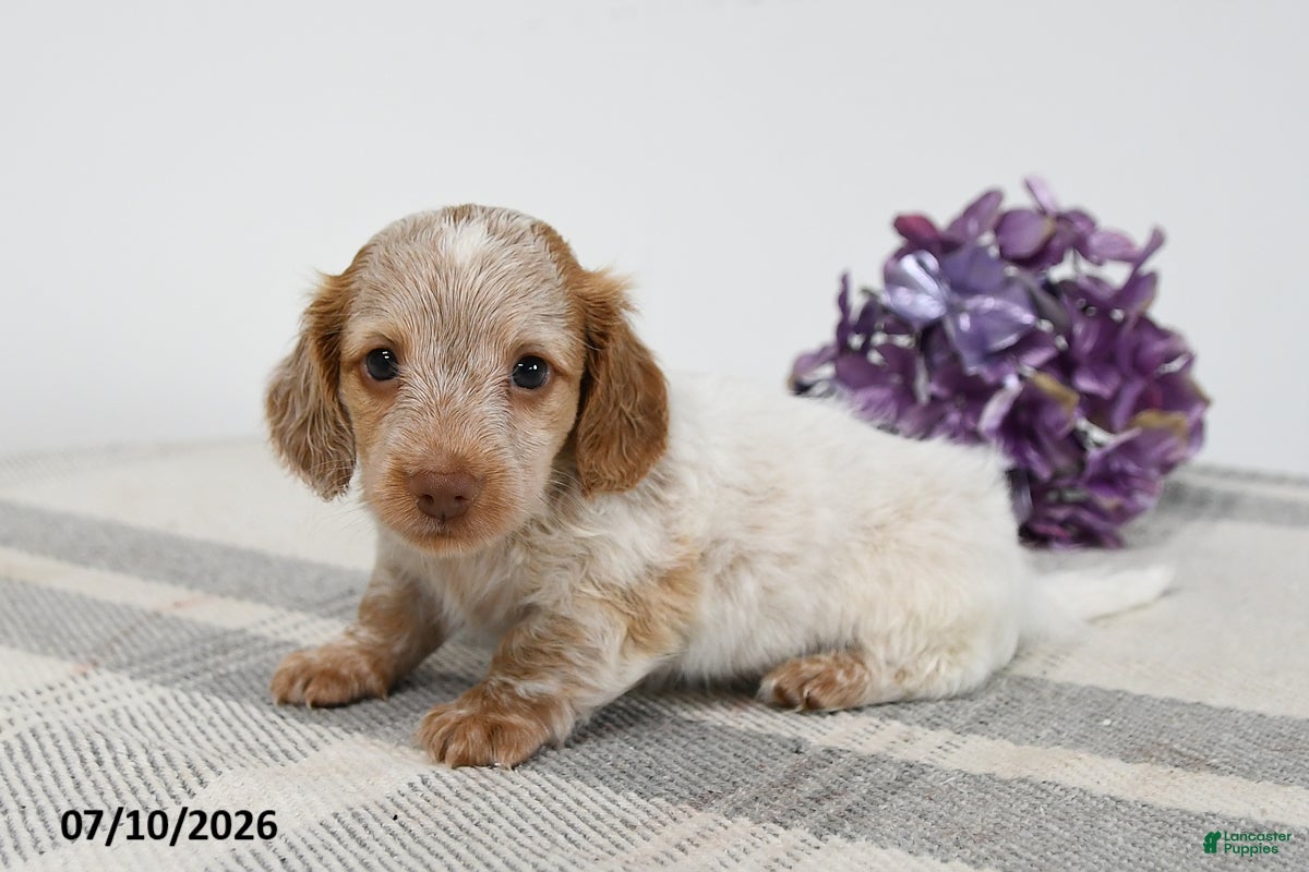 Miniature Dachshund dogs Blitz - Ad 1