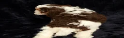 Cavapoo dogs for sale: Wendy - Ad 8