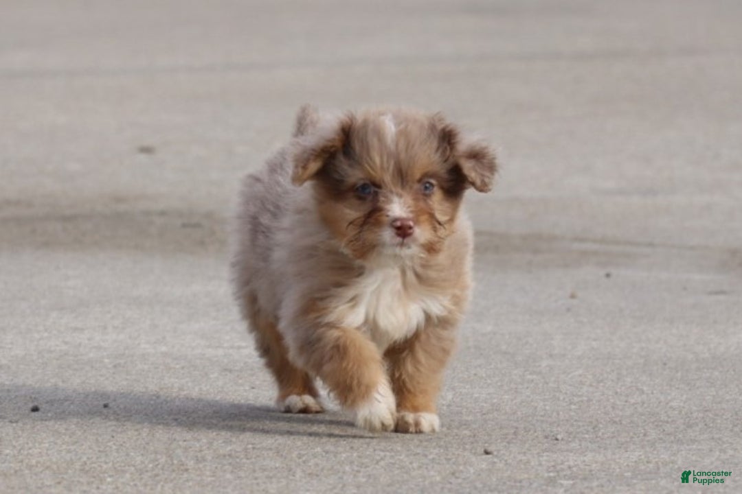 Mixed Breed dogs for sale:  dolly - Ad 5