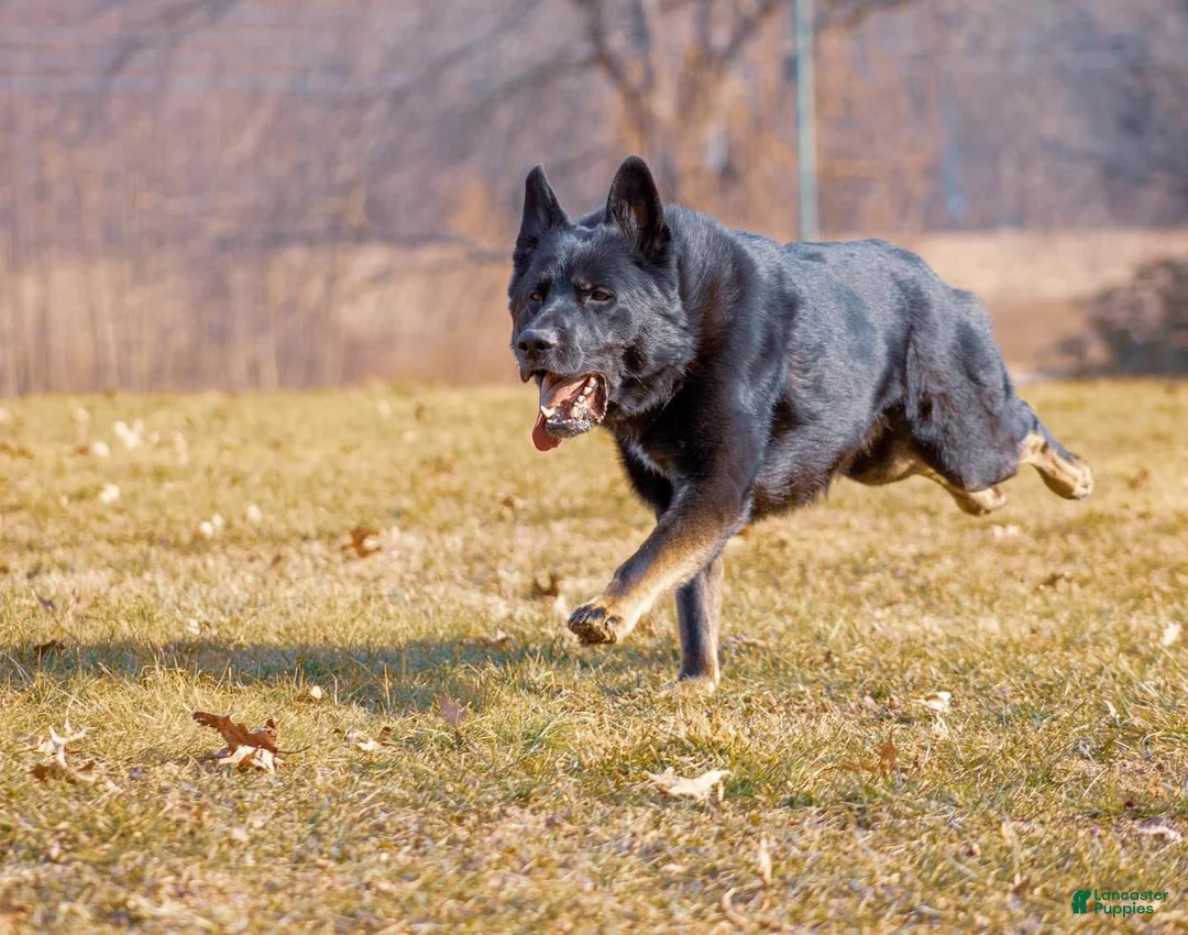 German Shepherd dogs for stud: Shadow - 7 (STUD SERVICE/pickofthelitter) - Ad 2