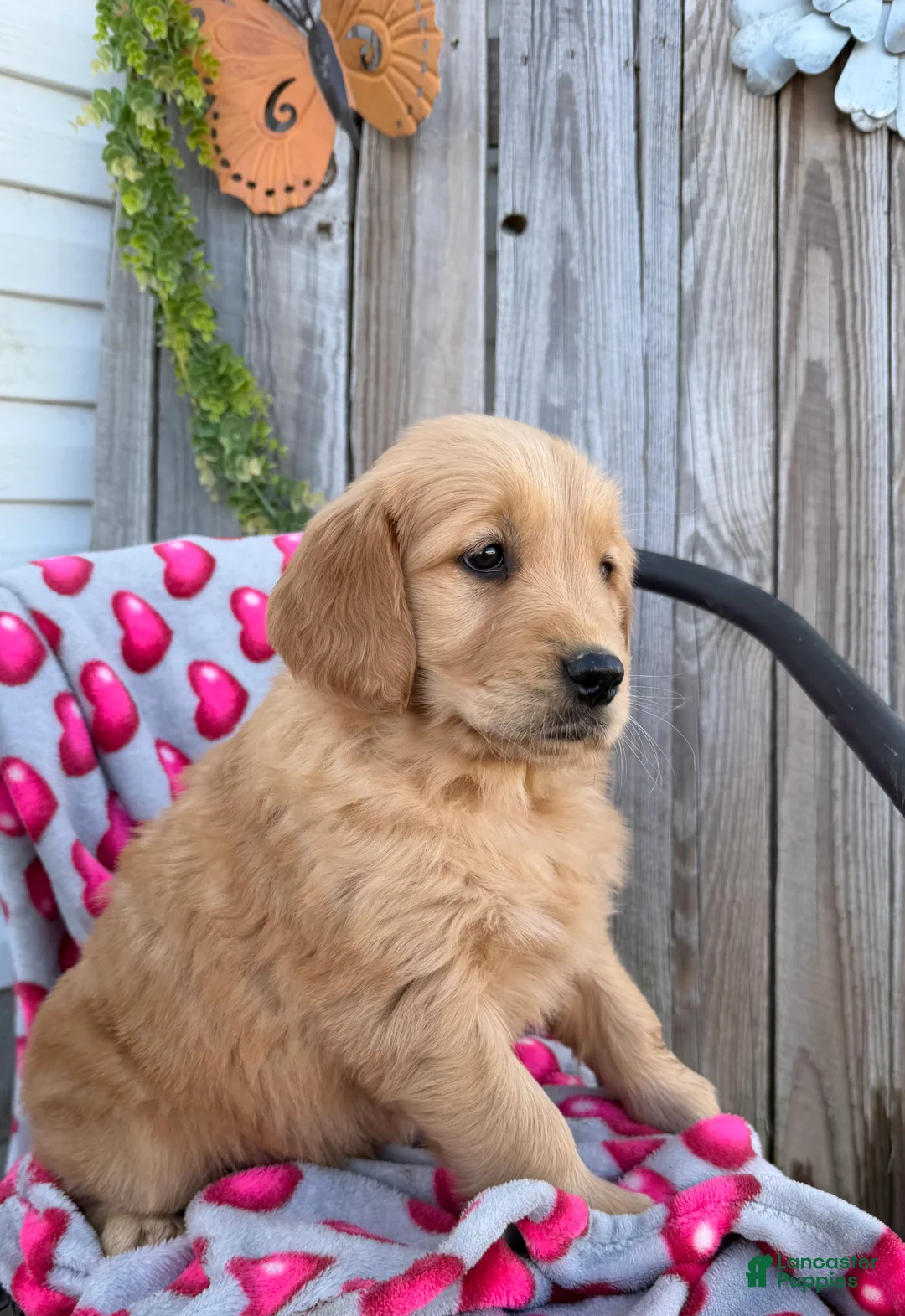 Golden Retriever dogs for sale: Annie - Ad 3