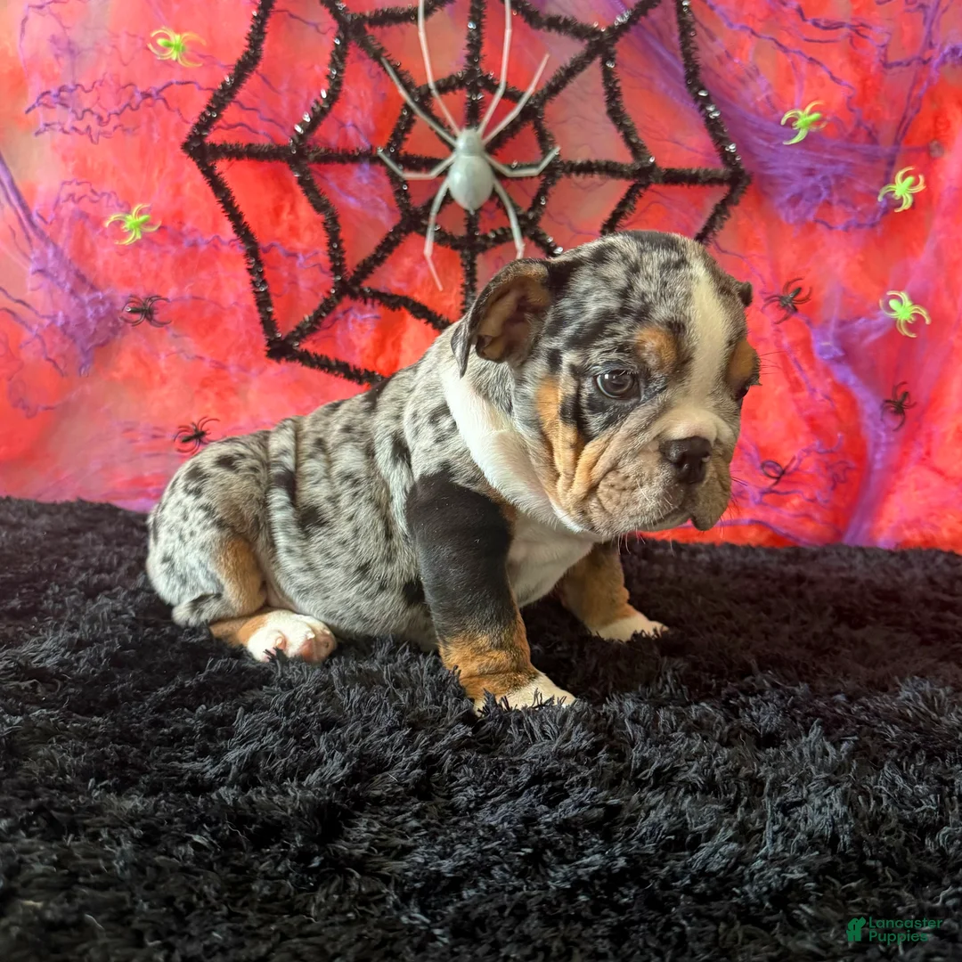 English Bulldog dogs for sale: Paula - Ad 2
