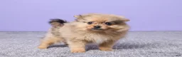 Pomeranian dogs for sale: Danny - Ad 4