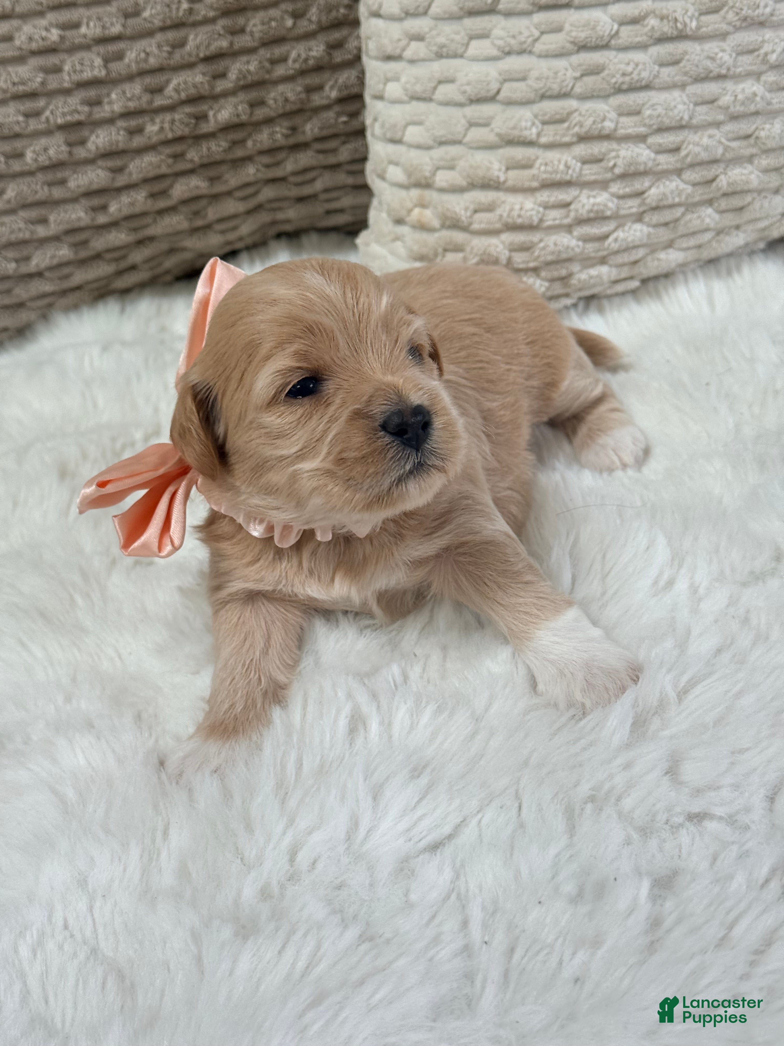 Mixed Breed dogs Sunny - Ad 31