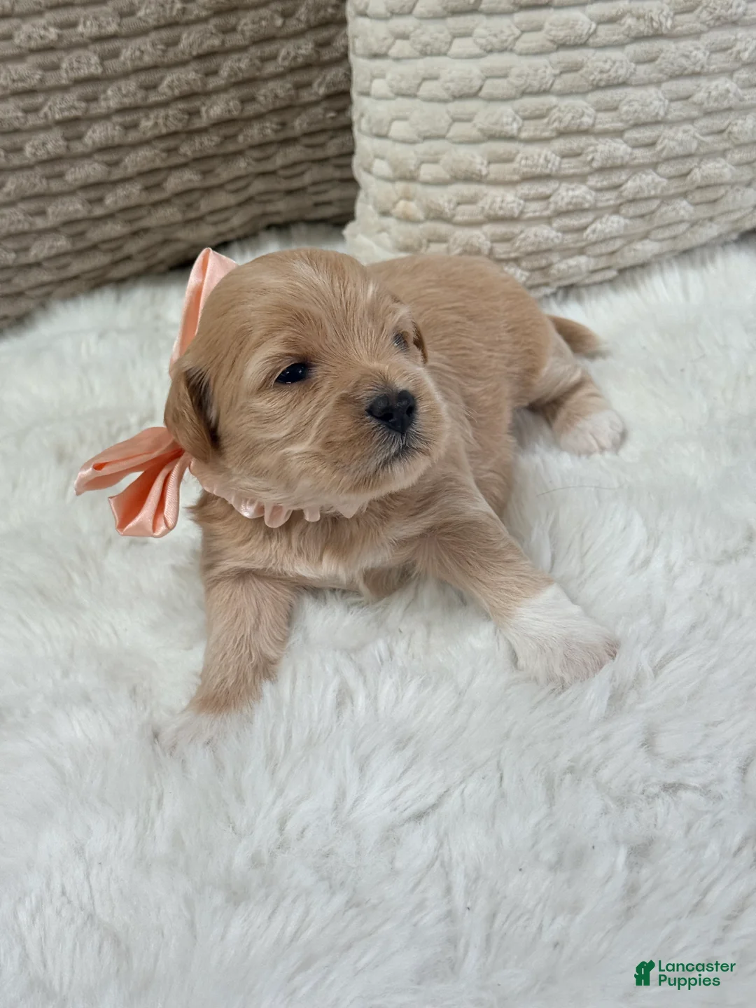 Mixed Breed dogs for sale: Sunny - Ad 1
