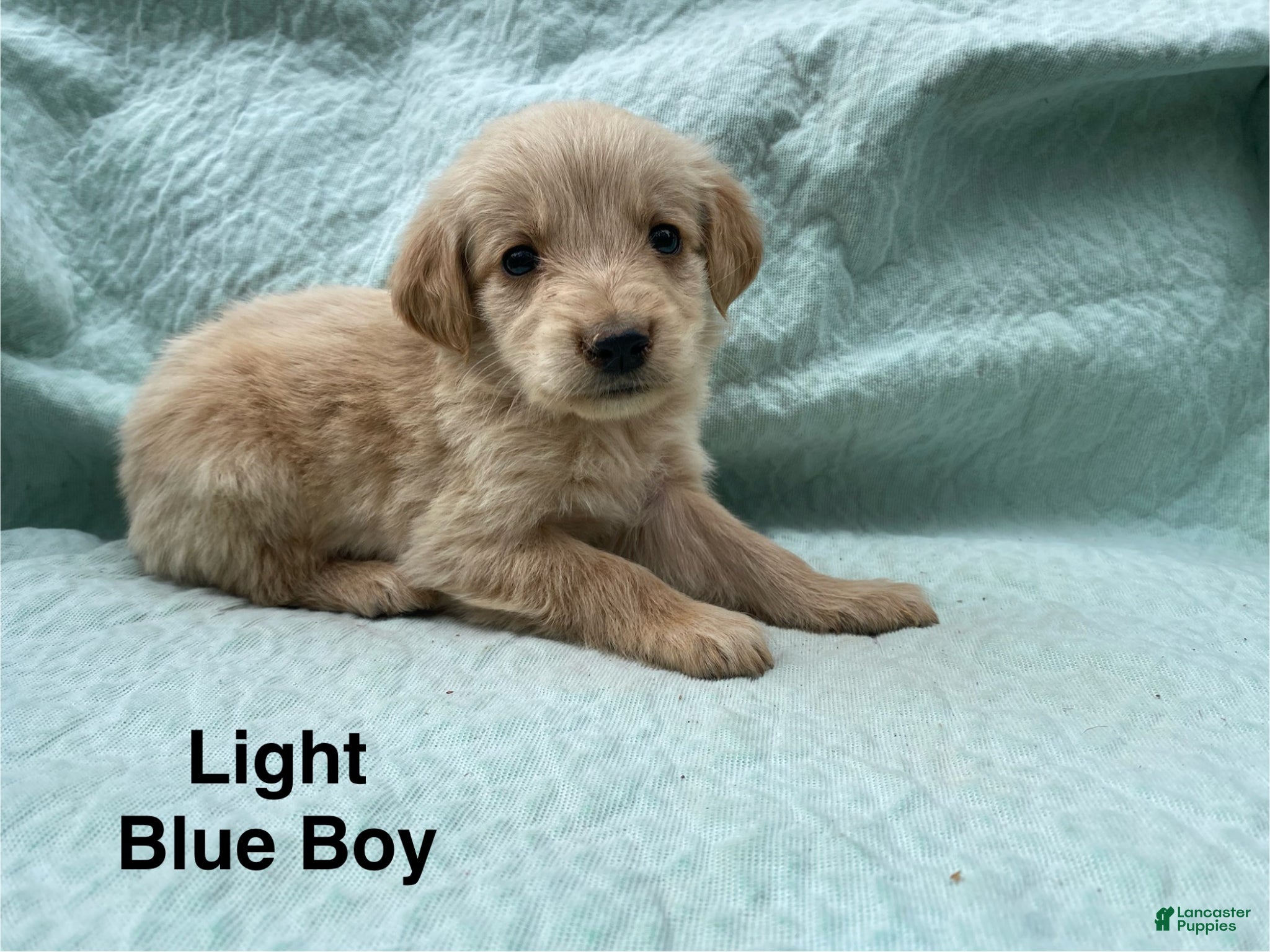 Golden Retriever dogs Golden Retriever light blue boy - Ad 23