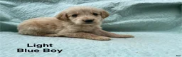 Golden Retriever dogs for sale: Golden Retriever light blue boy - Ad 1