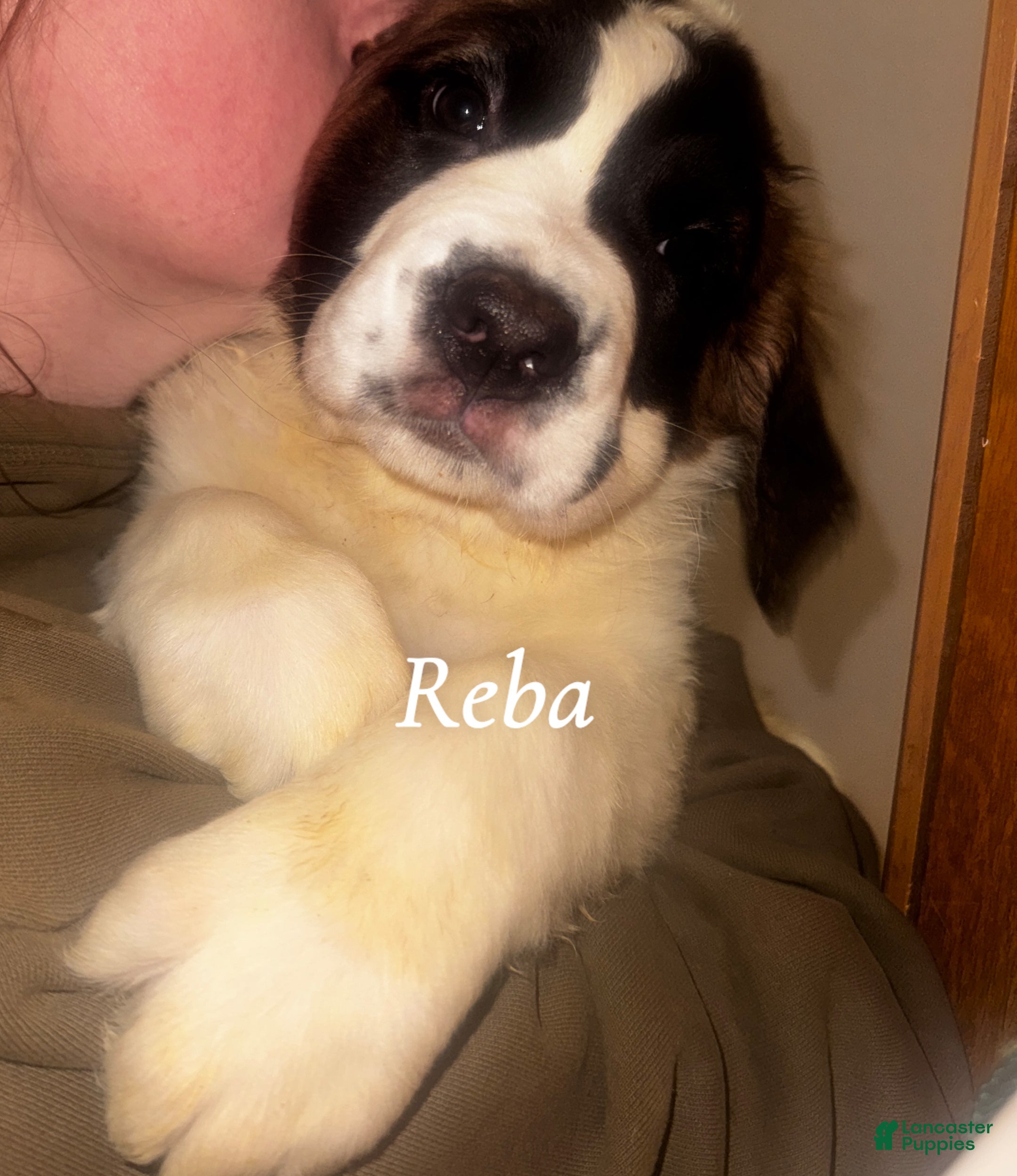 Saint Bernard dogs Reba - Ad 1