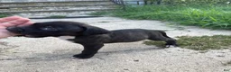 American Bully dogs for sale: Loki - Ad 3