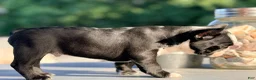 French Bulldog dogs for sale: Tater - Ad 4