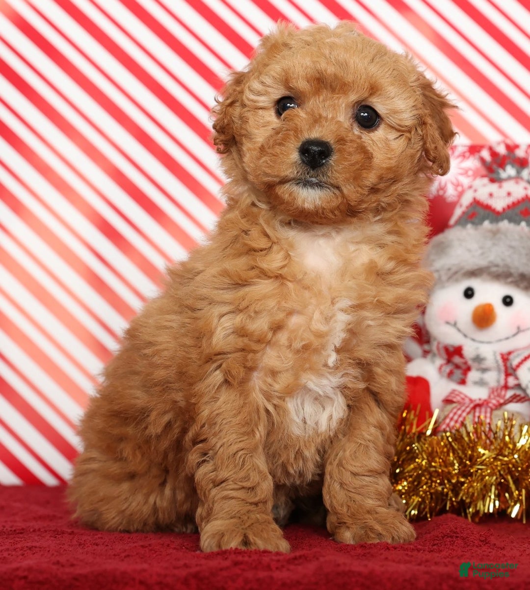Miniature Poodle dogs for sale: Kris - Ad 3