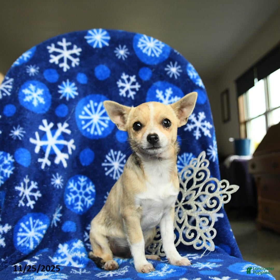 Chihuahua dogs for sale: Charlie - Ad 2