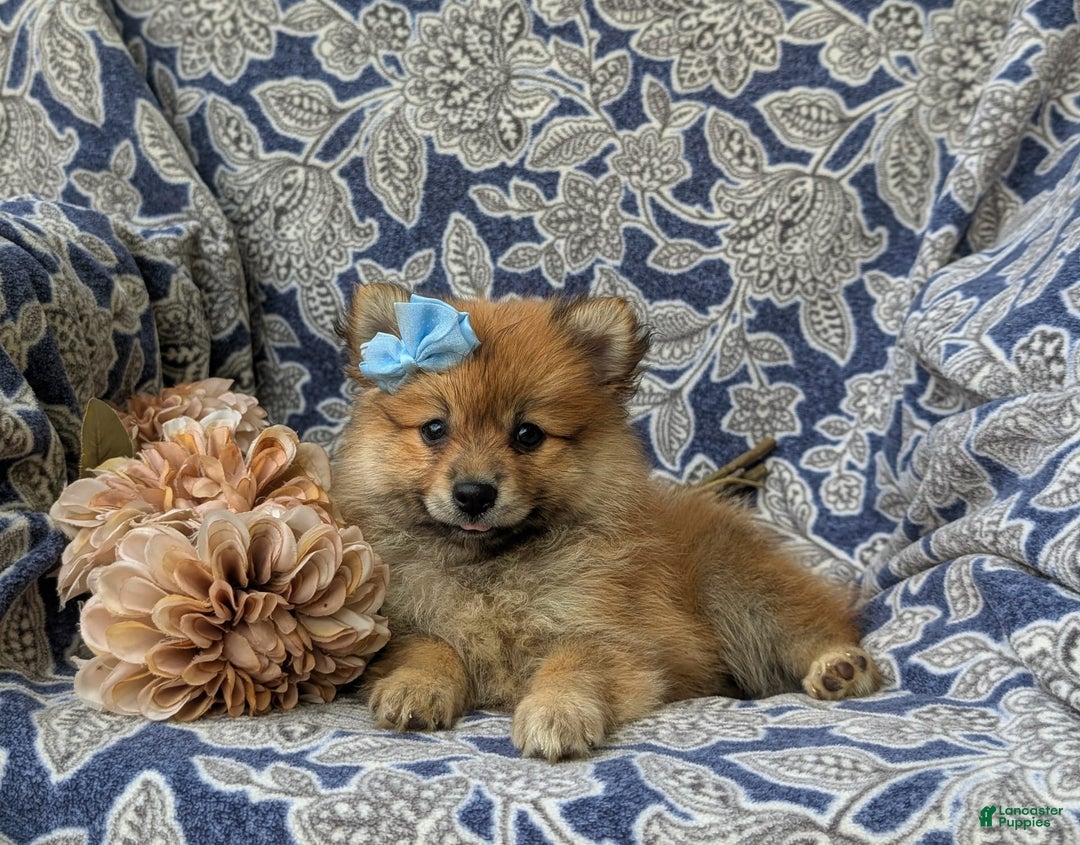 Pomeranian dogs for sale: MacDuff Genetic Testing 9 lbs Full Grown - Ad 8