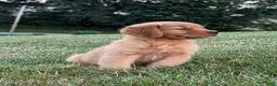 Golden Retriever dogs for sale: Lily - Ad 4