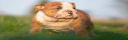 English Bulldog dogs for sale: Roxky AKC - Ad 7