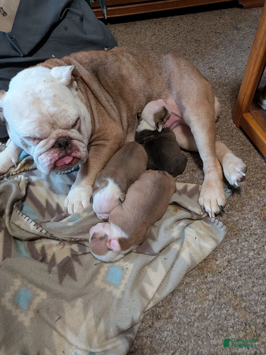 English Bulldog dogs for sale: English Bulldog 1 female puppy left  - Ad 2