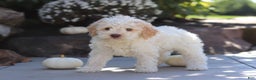 Lagotto Romagnolo dogs for sale: Cruz - Ad 4