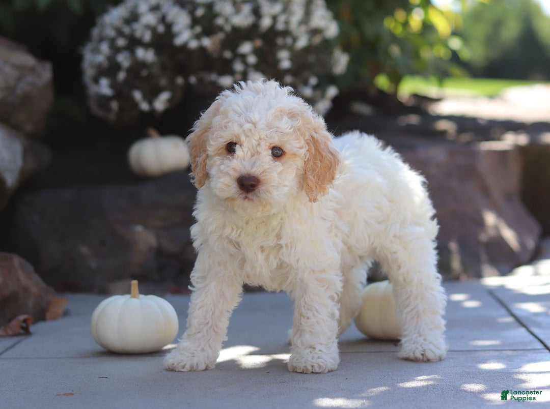 Lagotto Romagnolo dogs for sale: Cruz - Ad 4