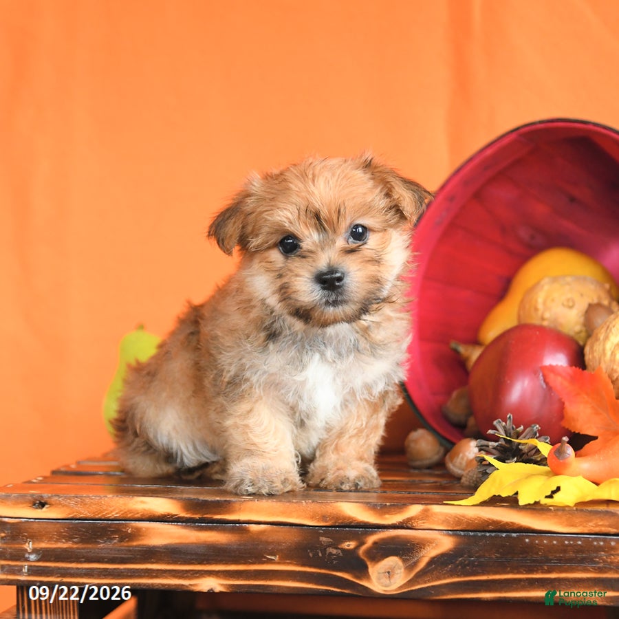 Morkie dogs Chili - Ad 1