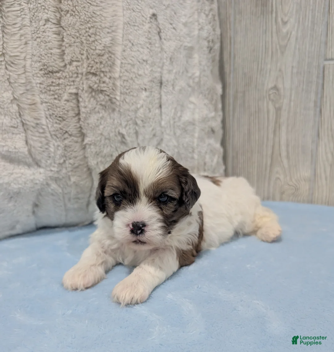 Shihpoo dogs for sale: Rascal - Ad 4