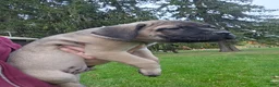 Cane Corso dogs for sale: AKC Baylar  - Ad 4