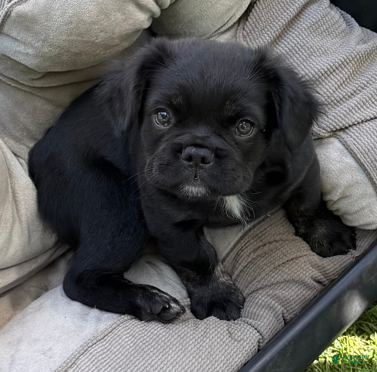 French Bulldog dogs French Bulldog Male Pup - Ad 1