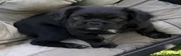 French Bulldog dogs for sale: French Bulldog Male Pup - Ad 1