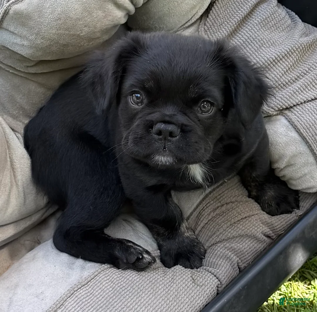 French Bulldog dogs for sale: French Bulldog Male Pup - Ad 1