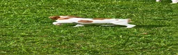 Brittany Spaniel dogs for sale: Callie - Ad 6