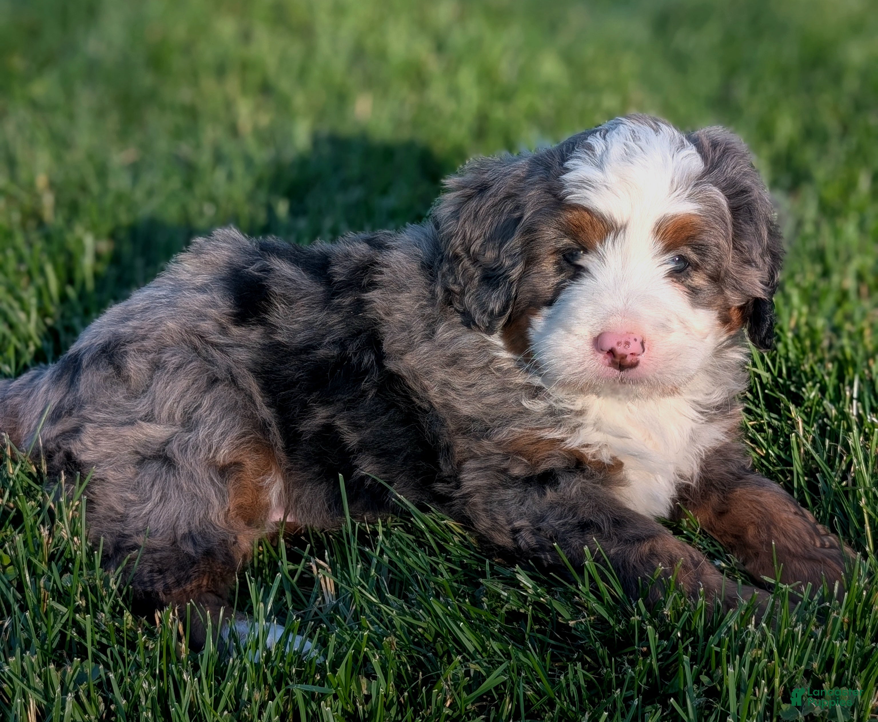 Bernedoodle dogs for sale: Spencer - Ad 2