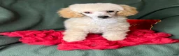 Toy Poodle dogs for sale: Yodel  - Ad 11
