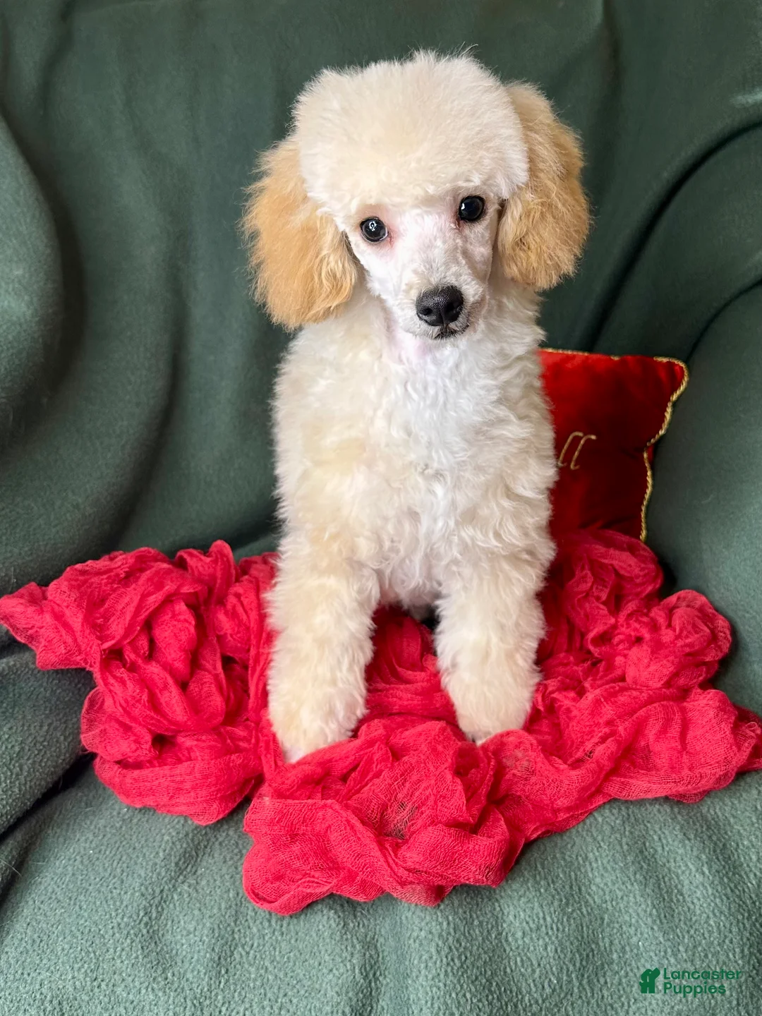Toy Poodle dogs for sale: Yodel  - Ad 11