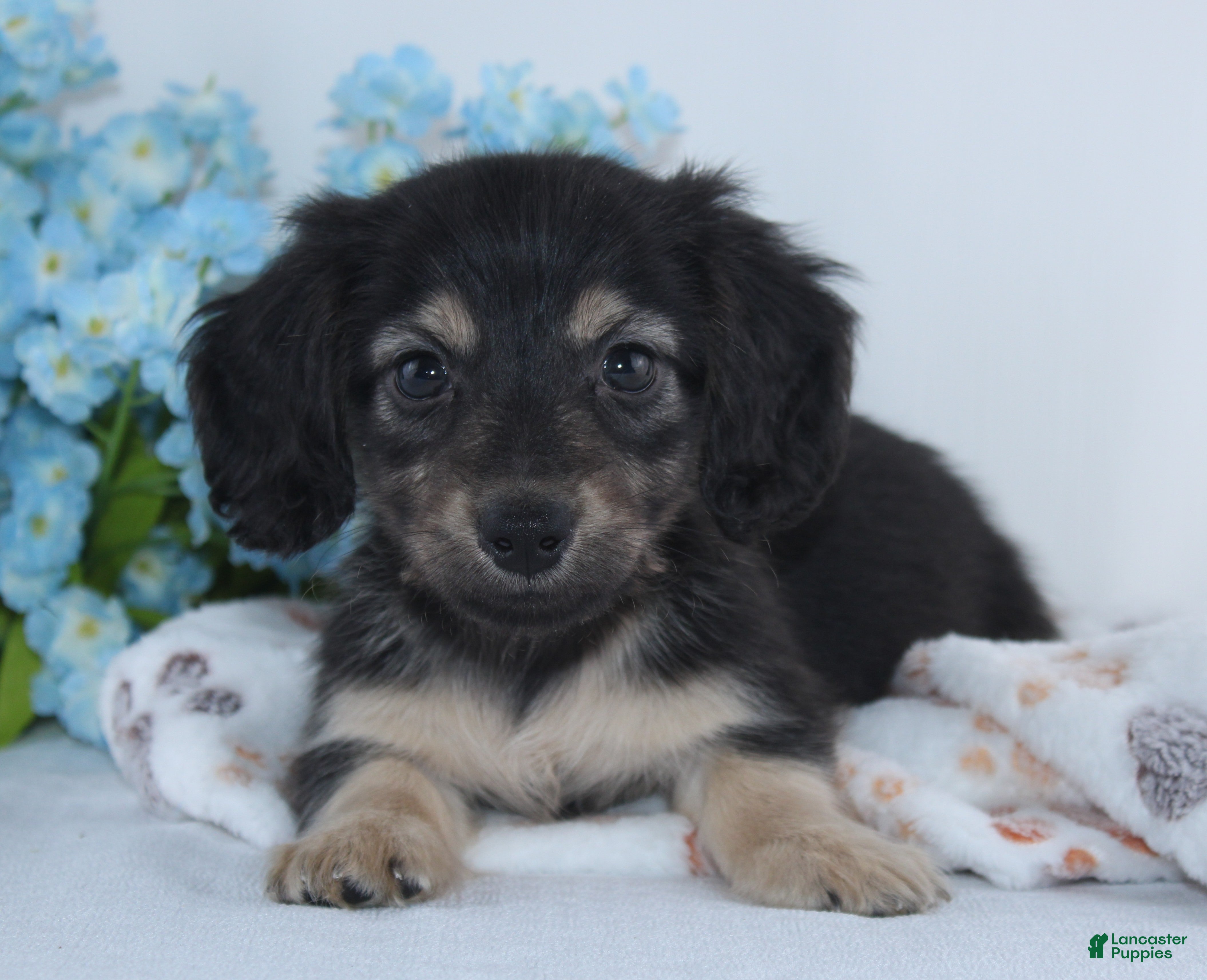 Miniature Dachshund dogs Garrison - Ad 1