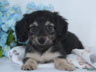 Miniature Dachshund dogs for sale: Garrison - Ad 3