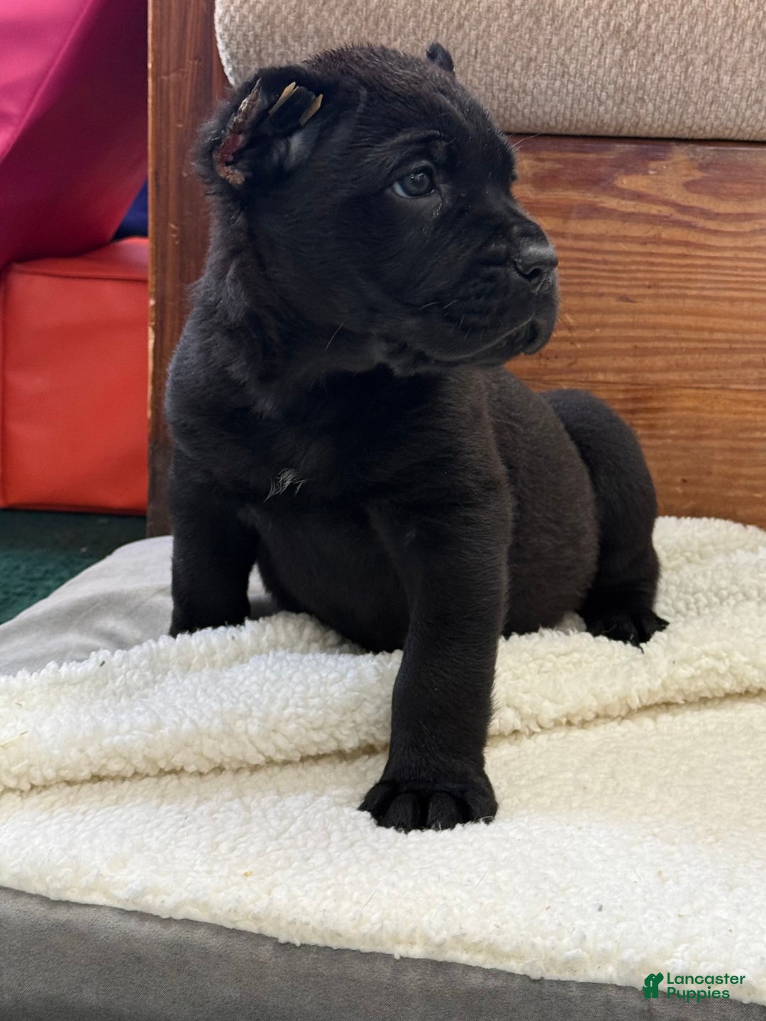 Cane Corso dogs for sale: Axle - Ad 6