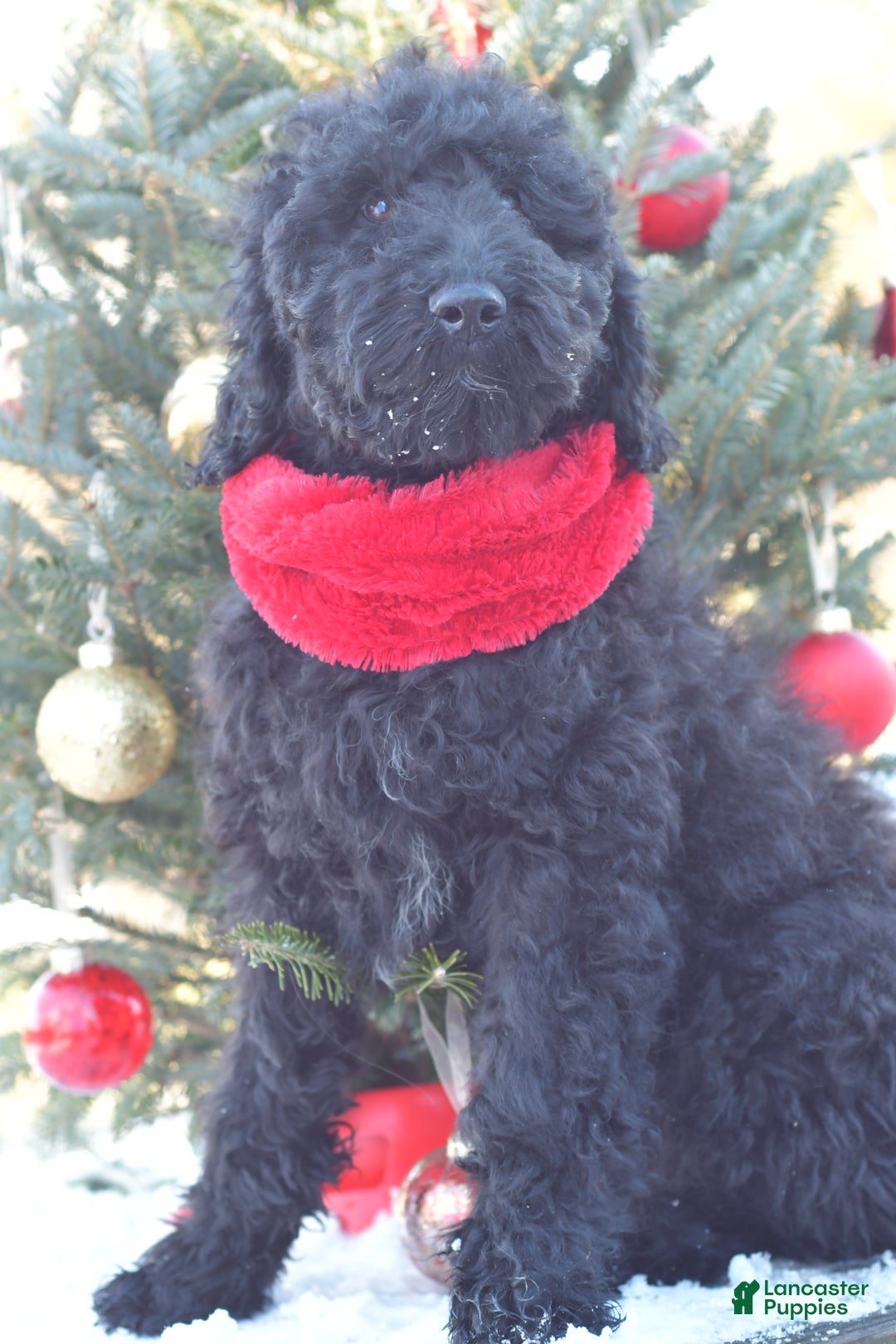 Standard Poodle dogs for sale: Cole - Ad 13