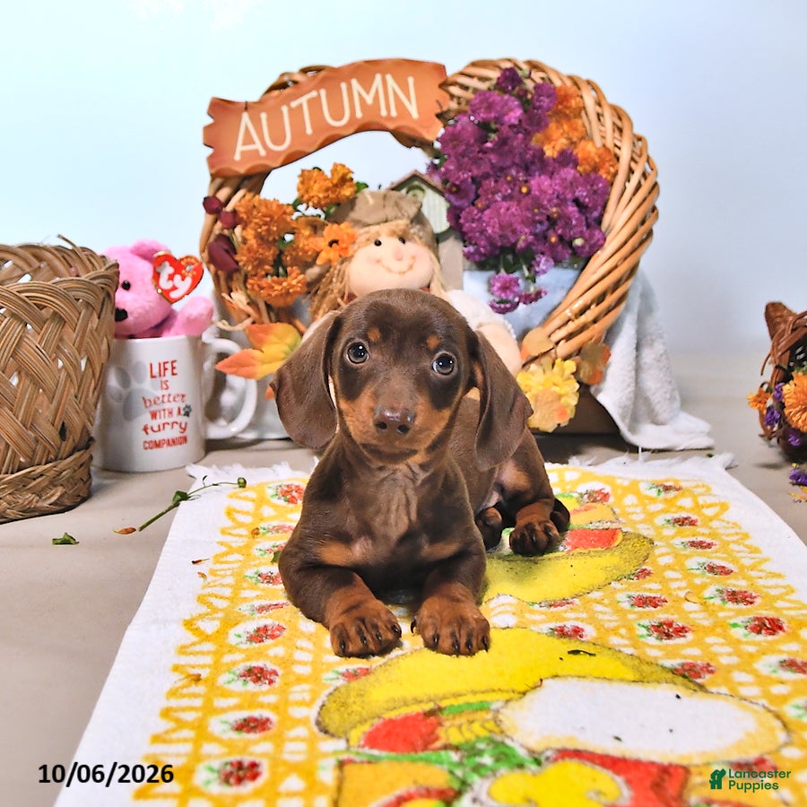 Dachshund dogs Mason - Ad 2