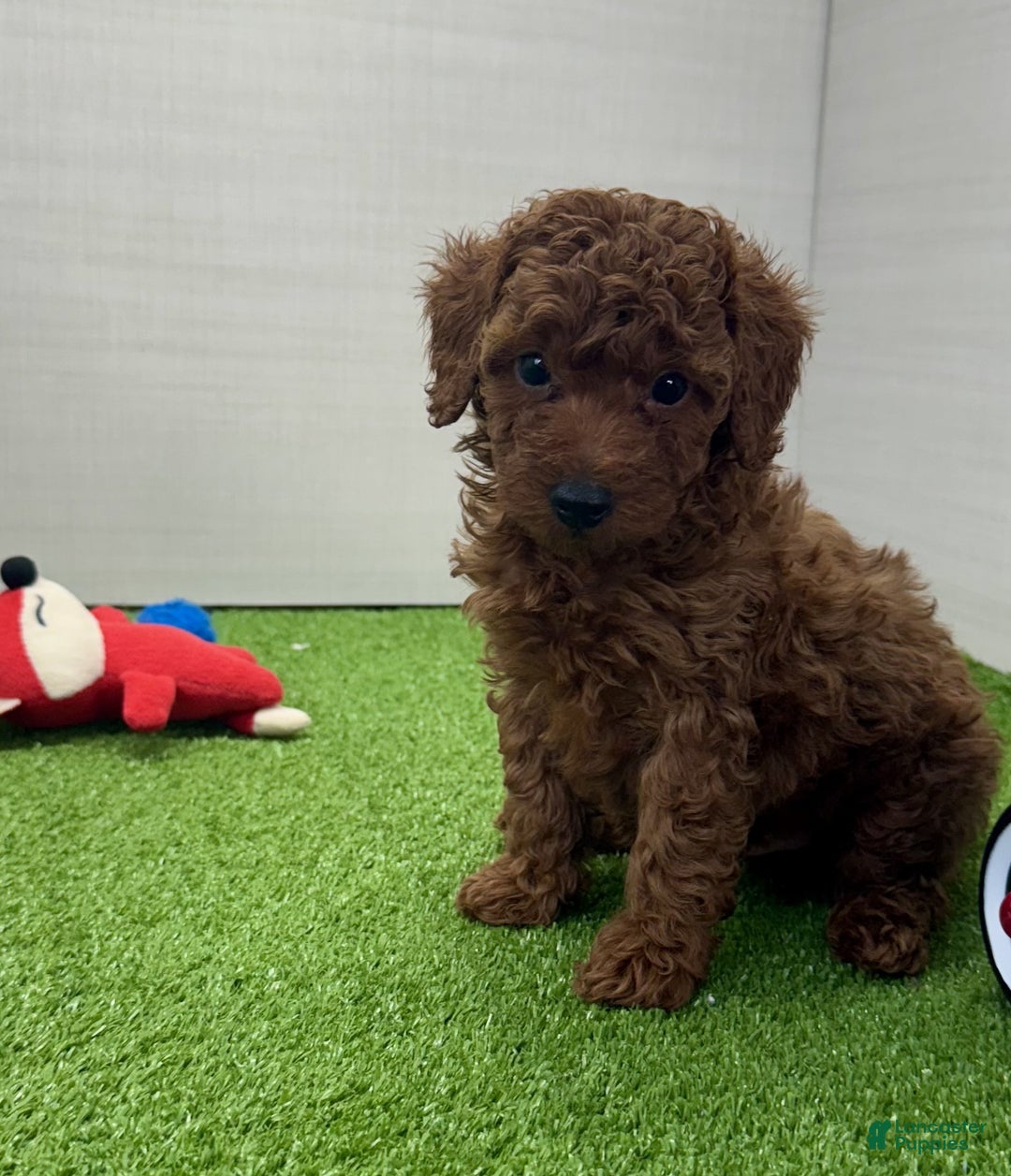 Miniature Poodle dogs for sale: Champ - Ad 13